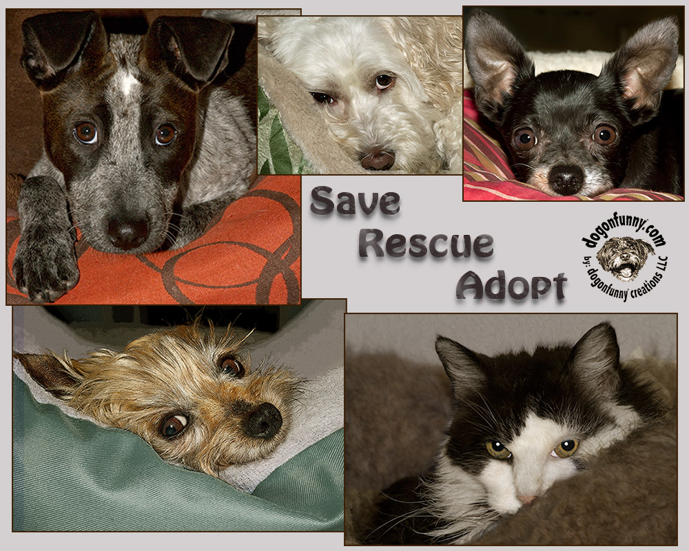 Adopt rescued dogs and cats to save lives. Picture
