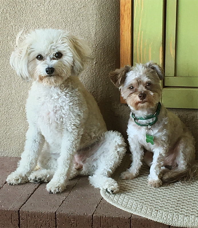 Maltipoo and Silky/Yorkie mix are adopted int a loving home.