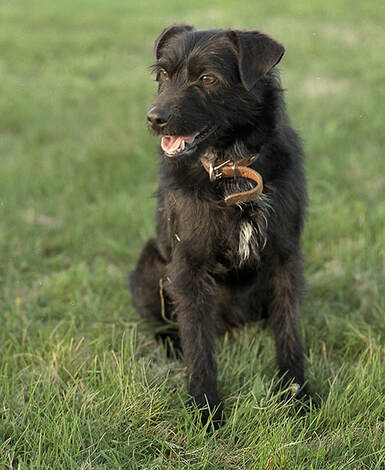 Ben - a mixed terrier adopted from a Maryland shelter