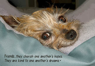 Another Yorkie and puppy mill survivor