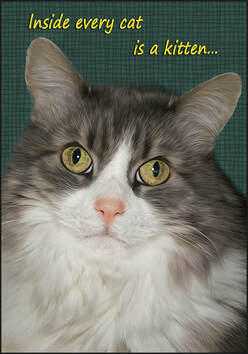 Beautiful cat adopted by Lynda when she and her litter mates were abandoned.