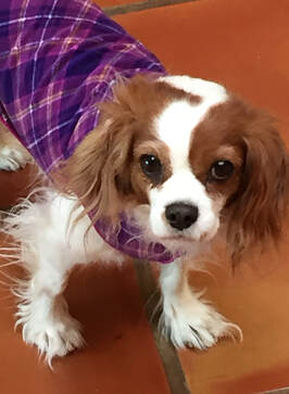 Breed rescues like King Charles Cavalier Spaniel rescue help to save a life.