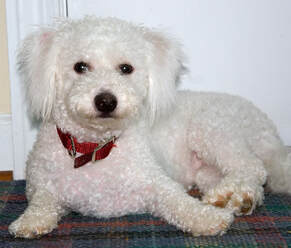 Maggie a Bichon-poodle mix purchased from a breeder