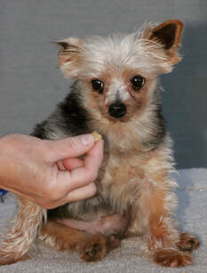 Yorkie abandoned - most likely a puppy mill survivor.